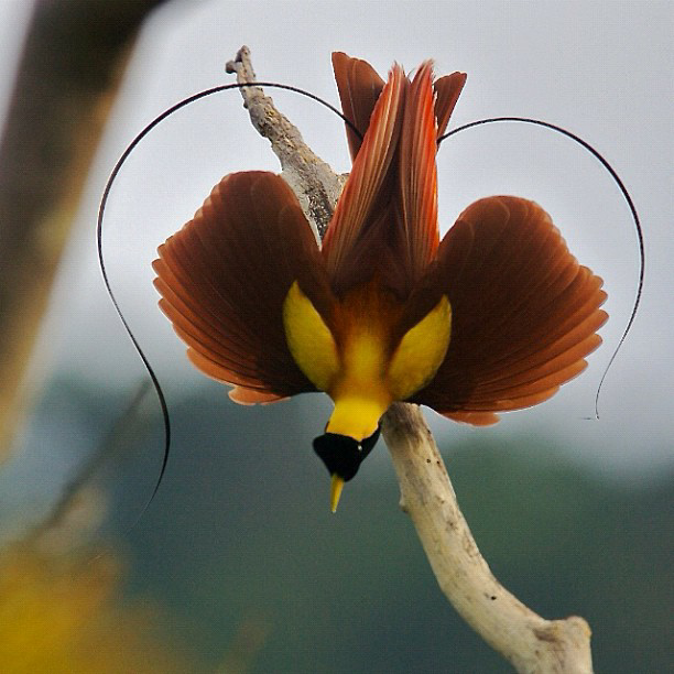 Katanya Burung ini Turun Dari Surga &#91;full pict&#93;