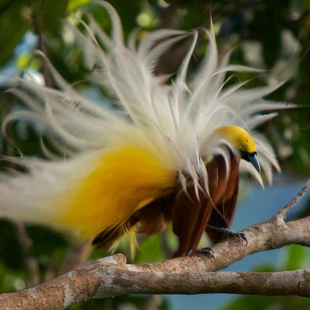 Katanya Burung ini Turun Dari Surga &#91;full pict&#93;