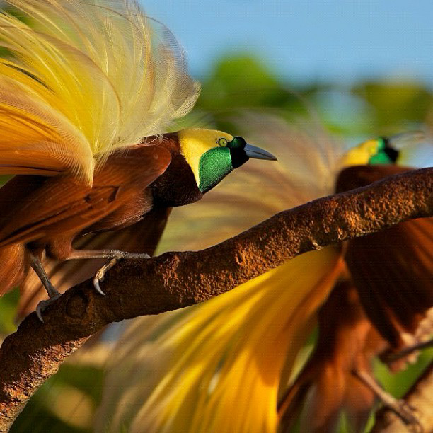 Katanya Burung ini Turun Dari Surga &#91;full pict&#93;