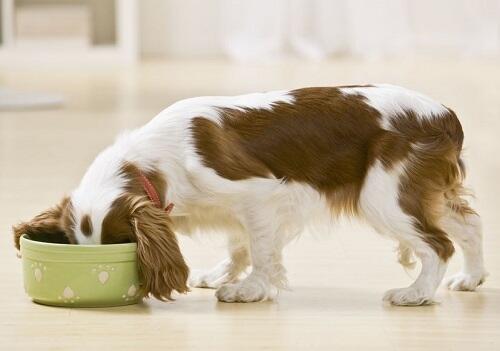 10 makanan MANUSIA paling BERBAHAYA untuk ANJING