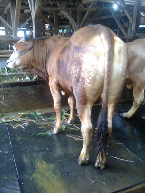 sapi simental qurban