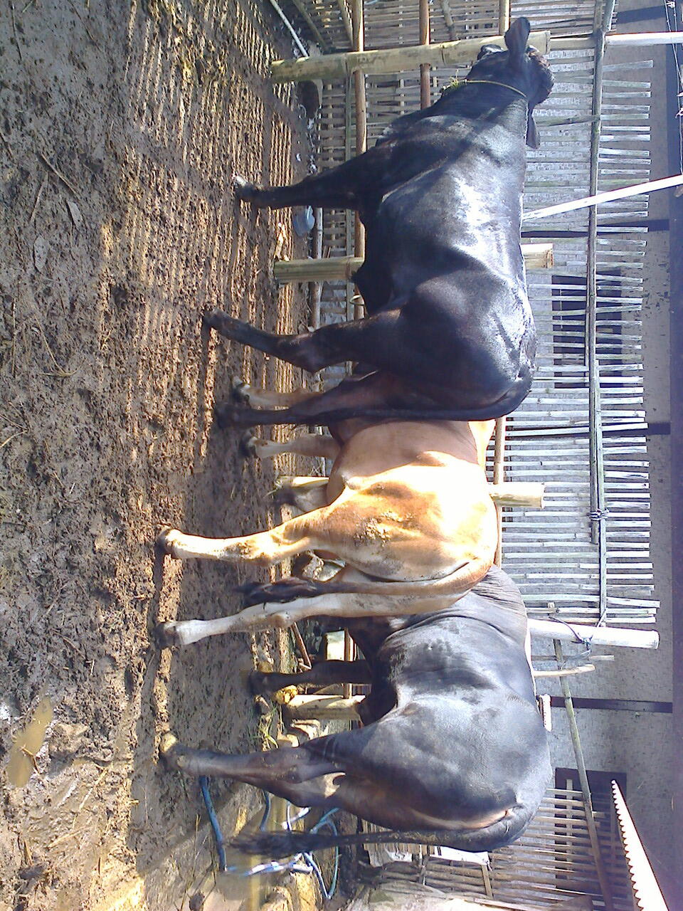 sapi simental qurban