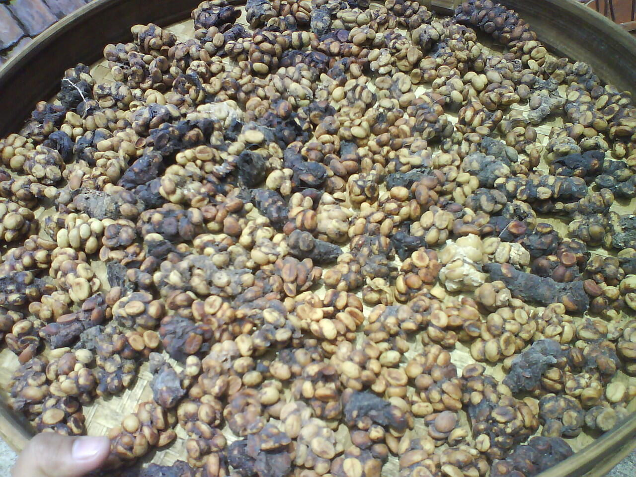 Ini Penyebabnya Kenapa Kopi Indonesia Masih Menjadi Salah Satu Kopi Terbaik Dunia