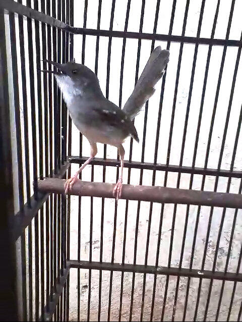 CIBLEK KRISTAL GACOR NGEBREENN  KASKUS