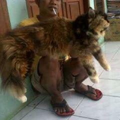 Kucing Persia
