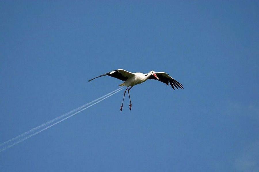 24 Foto dengan Timing yang Keren!