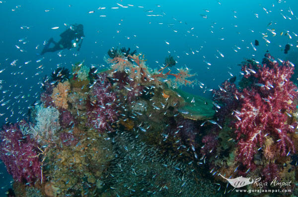 (Surga Yang Terlupakan) Raja Ampat Terkendala Listrik