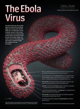 Virus Ebola Ada Sejak 1976, Kini Bangkit Kembali dan mengancam Populasi Bumi...