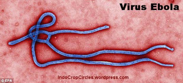 Virus Ebola Ada Sejak 1976, Kini Bangkit Kembali dan mengancam Populasi Bumi...
