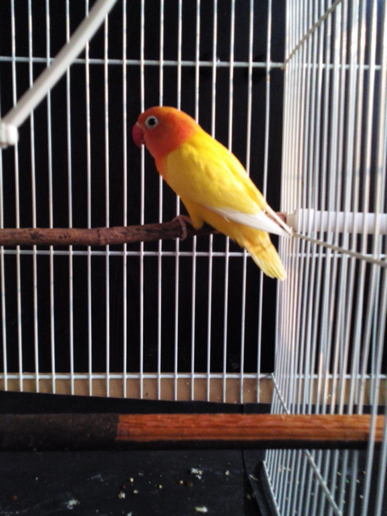 lovebird