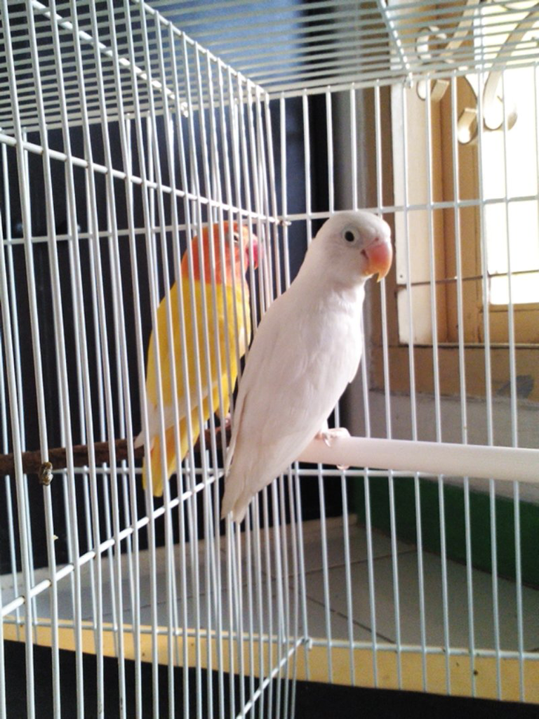 lovebird