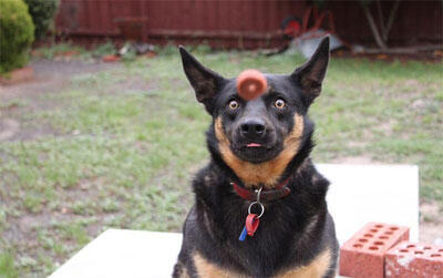 &#91;NGAKAK&#93;Foto Foto Anjing yang Konyol Dengan Timing yang Pas