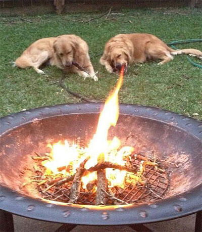 &#91;NGAKAK&#93;Foto Foto Anjing yang Konyol Dengan Timing yang Pas