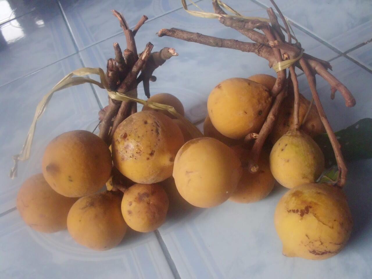 BUAH-BUAH YANG JARANG AGAN TAHU. cuss langsung tkp --&amp;gt;