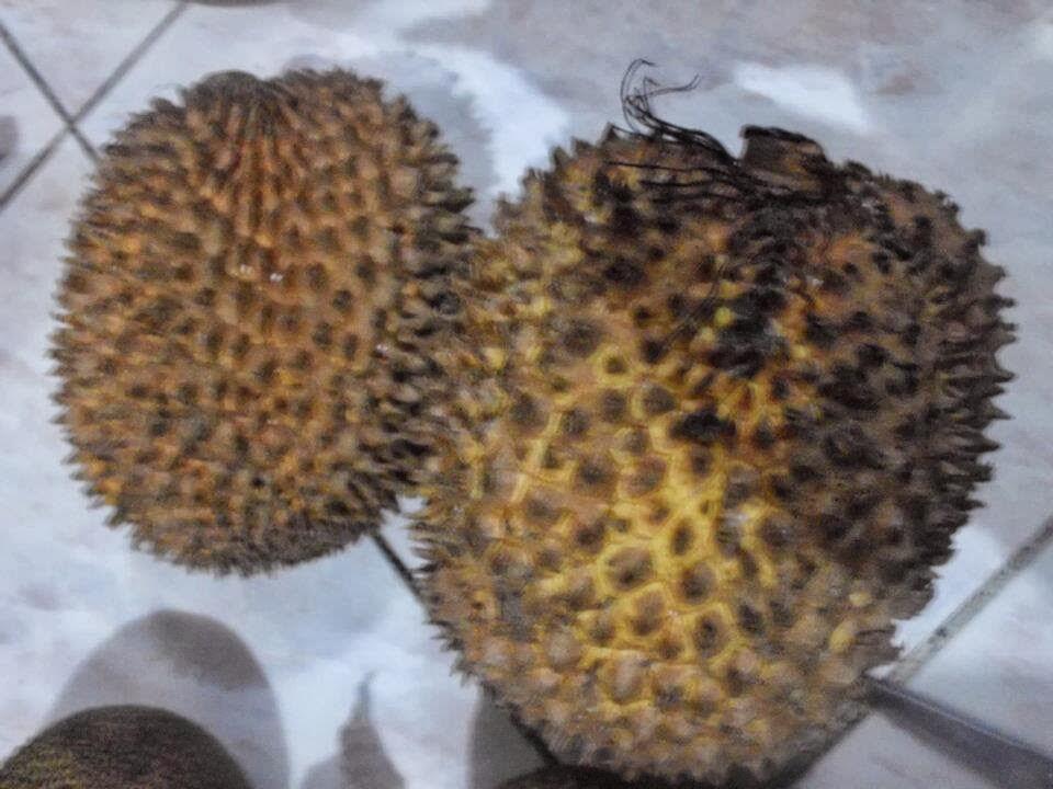 BUAH-BUAH YANG JARANG AGAN TAHU. cuss langsung tkp --&amp;gt;