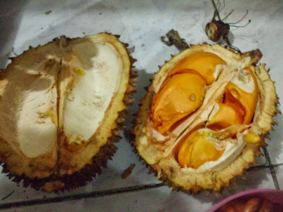 BUAH-BUAH YANG JARANG AGAN TAHU. cuss langsung tkp --&amp;gt;