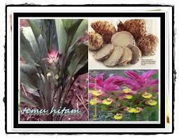 Jamu Herbal Assalam