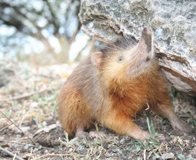 Mengenal &quot;Solenodon&quot;, Si Tikus Raksasa Berbisa Yang Sangat Langka