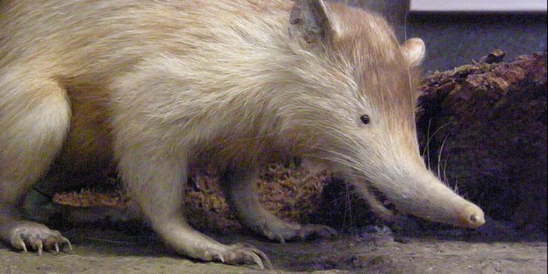 Mengenal &quot;Solenodon&quot;, Si Tikus Raksasa Berbisa Yang Sangat Langka