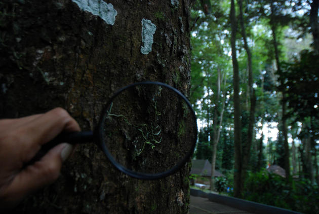 Anggrek terkecil di dunia