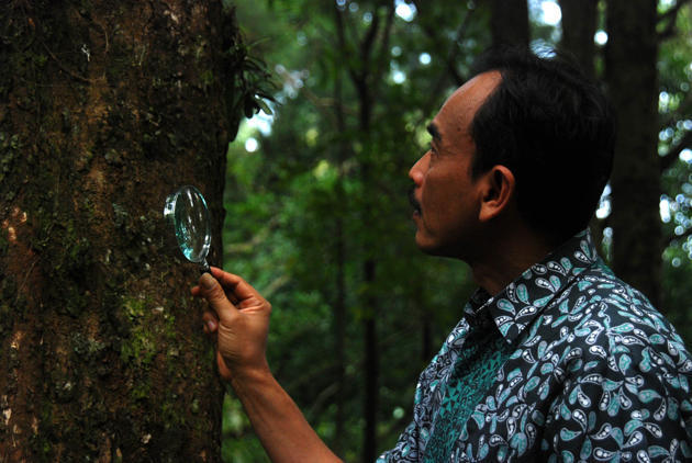 Anggrek terkecil di dunia