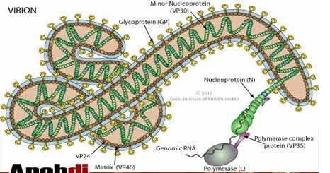 PENJELASAN DAN FOTO KEGANASAN VIRUS EBOLA