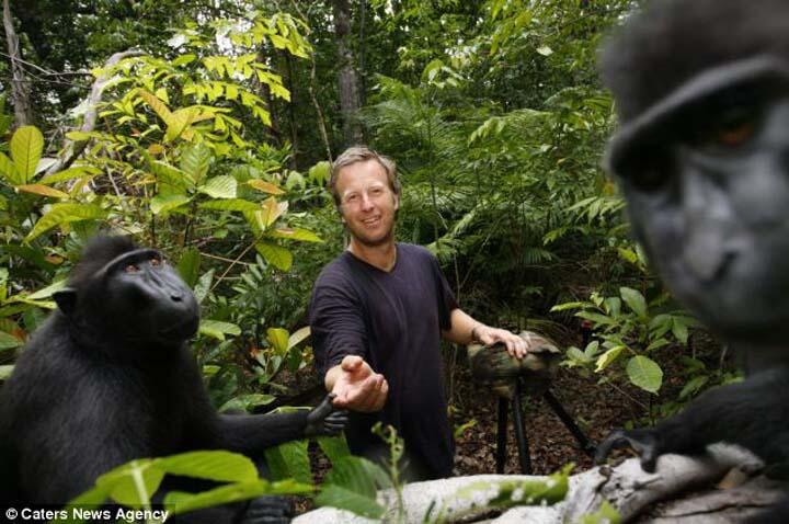 Fotografer Inggris Berebut Hak Cipta Monyet “Selfie” di Sulawesi 