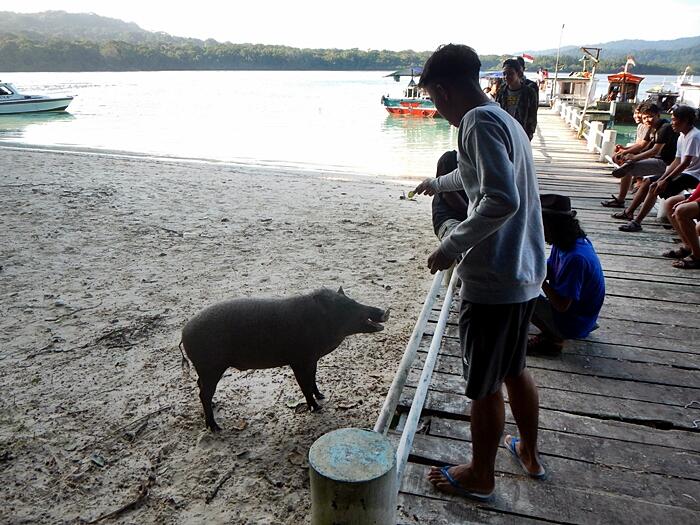 &#91; Ajakan &#93; Semi - Backpacker menuju Pulau Peucang, Ujung Kulon 5 - 7 September 2014