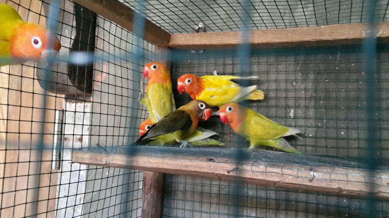 Terjual HOT AH Love Bird Ijo Biru Dakocan Palamas 