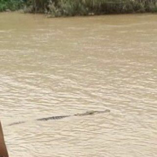 (Hot) Buaya Sangatta lagi-lagi makan korban gan