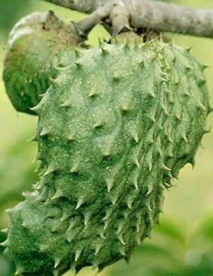 Tanpa disadari Obat Kangker ada di sekitar kita gan !!