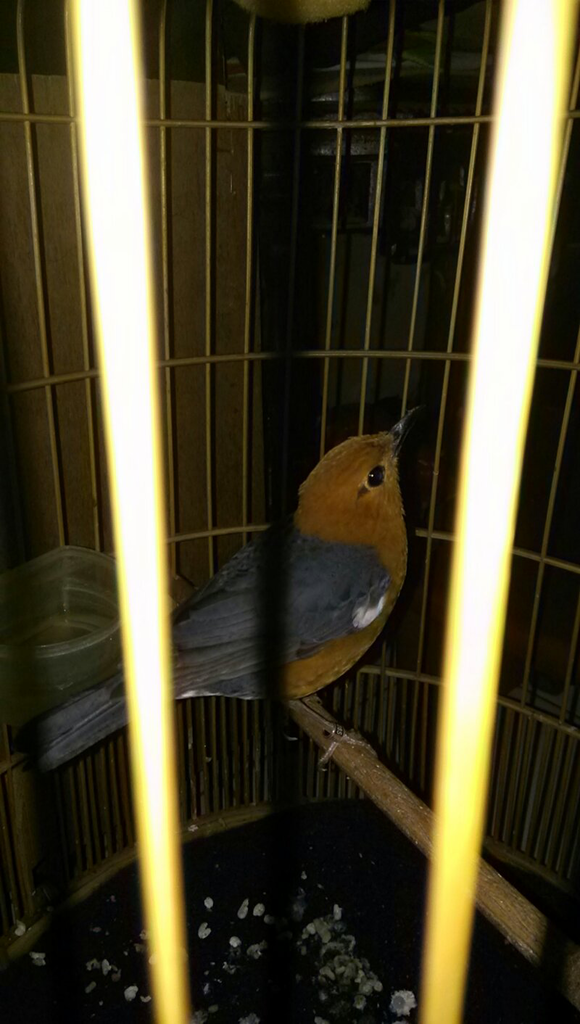 Mengenal Sexing Jenis Burung Kaskus