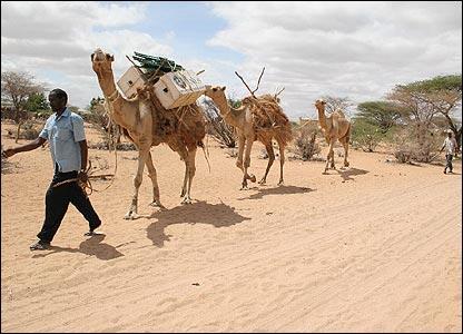 Kenya manfaatkan unta untuk berantas buta huruf di gurun pasir