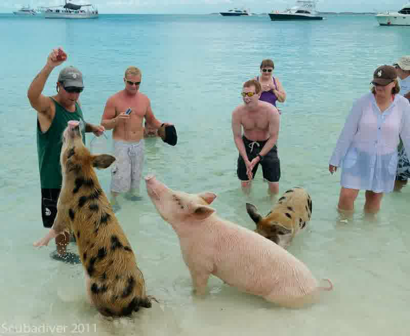 pulau pulau yang di dominasi oleh hewan