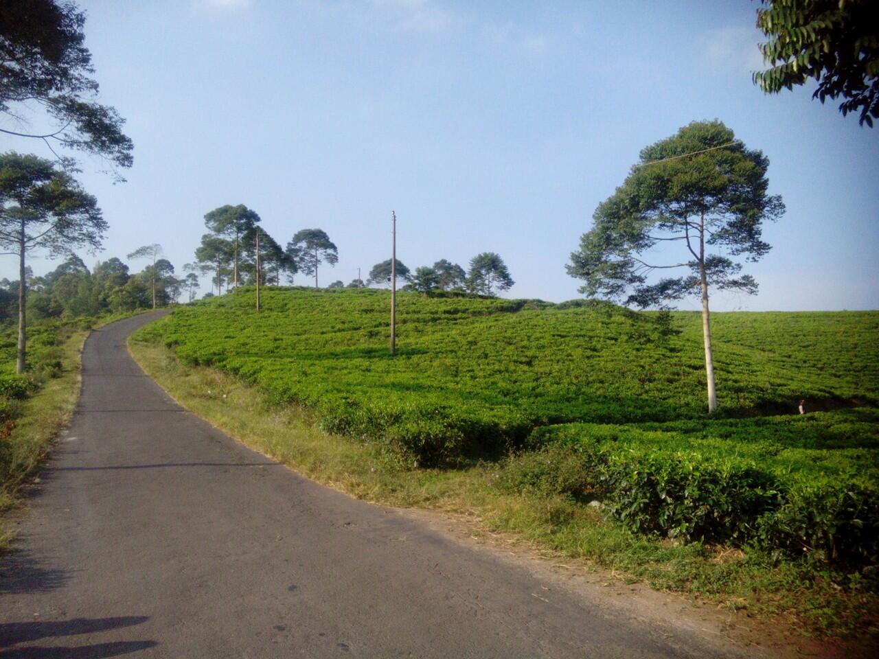 &#91;Catper&#93; Lawu via Candi Cetho, luar biasa (23-24 Agustus 2014)