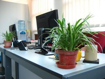 &#91;INFO&#93; Tanaman di Dalam Kantor Dapat Tingkatkan Produktivitas Kerja loh Gan!!