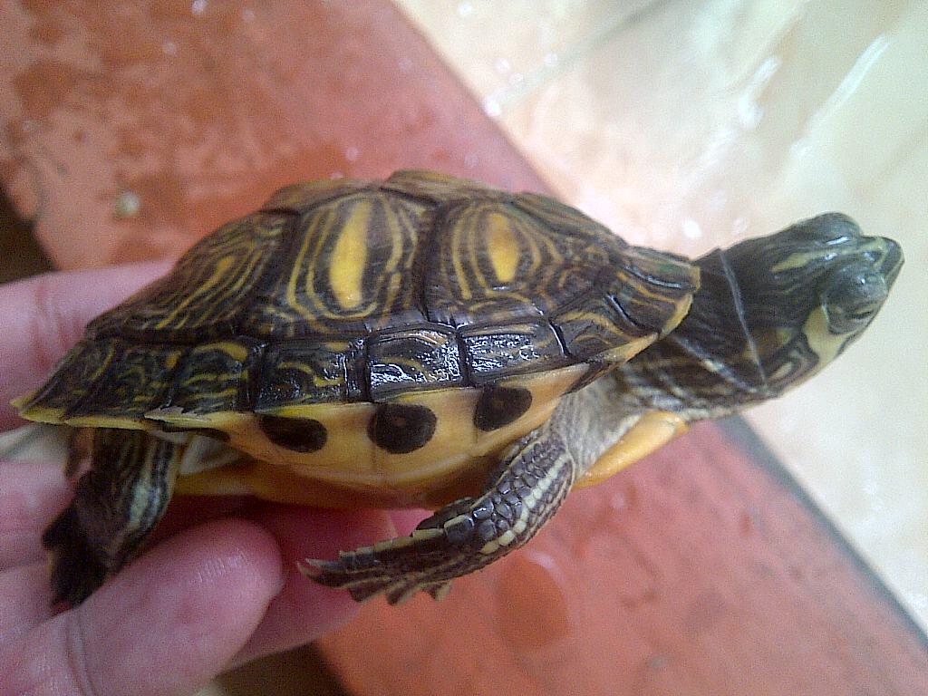 terjual kura yellow belly kaskus terjual kura yellow belly kaskus