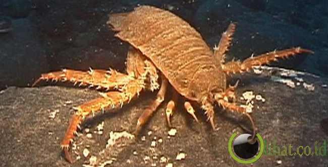 8 Makhluk aneh yang pernah ditemukan di kedalaman laut !