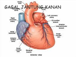 Jenis-jenis Penyakit di Seputar Jantung