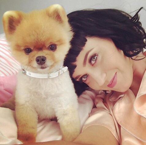 Jiff, anjing imut yang jadi selebriti karena keahlian akrobat &#91;PIC + VID&#93;