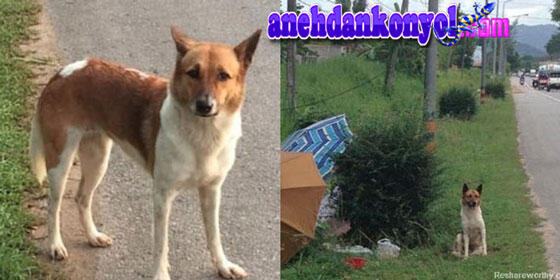 Anjing Dibuang di Jalan dan Berbulan-bulan Menanti Majikannya Kembali