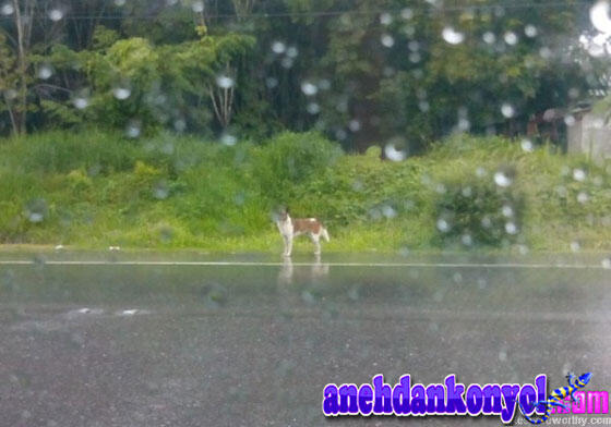 Anjing Dibuang di Jalan dan Berbulan-bulan Menanti Majikannya Kembali