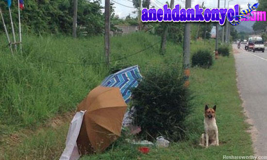 Anjing Dibuang di Jalan dan Berbulan-bulan Menanti Majikannya Kembali