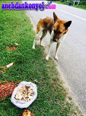 Anjing Dibuang di Jalan dan Berbulan-bulan Menanti Majikannya Kembali