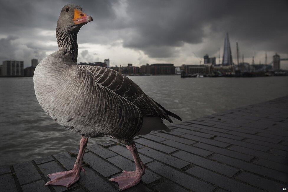 British Wildlife Photography Awards!! Jepretan nya juara gan