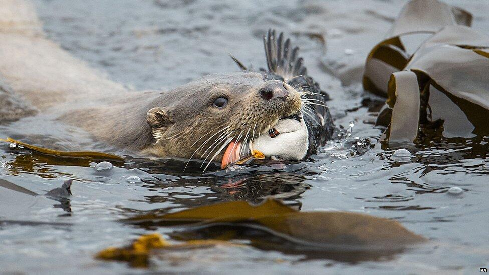 British Wildlife Photography Awards!! Jepretan nya juara gan