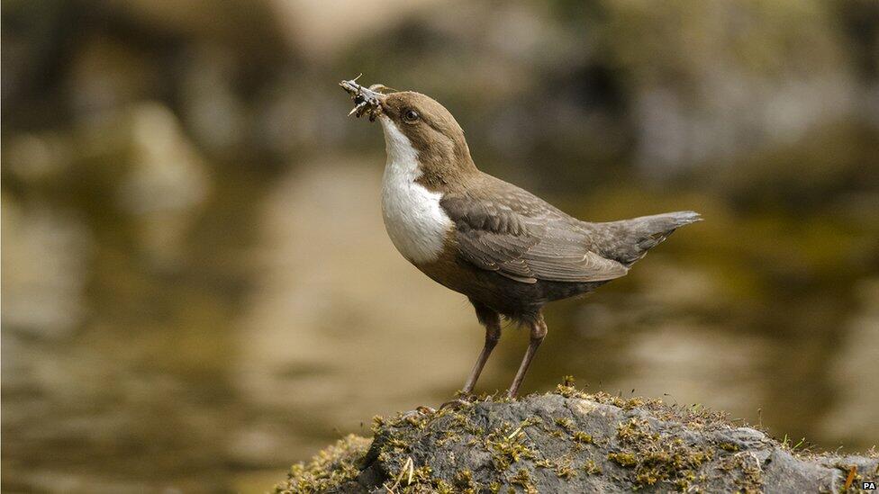 British Wildlife Photography Awards!! Jepretan nya juara gan