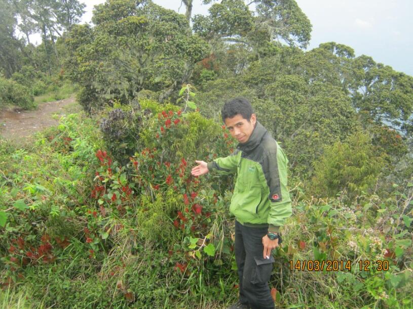 MENDAKI SALAH SATU GUNUNG DI GARUT