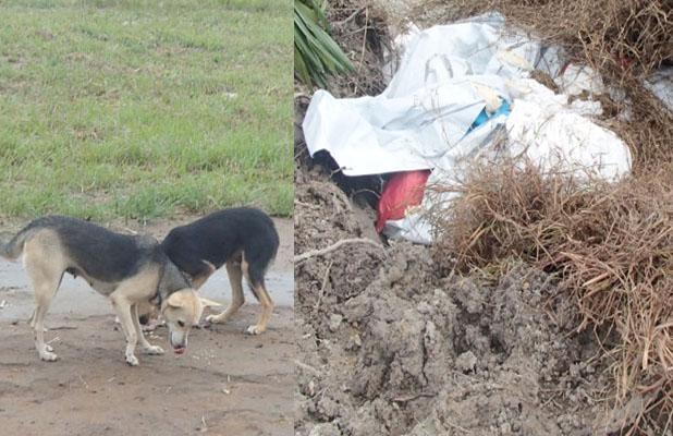 Anjing Memakan Mayat Korban Ebola