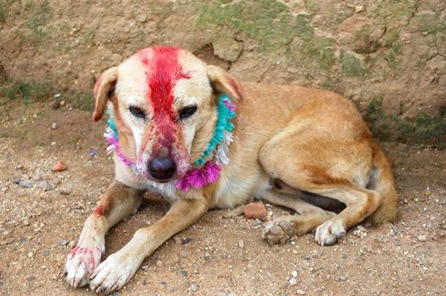 Anjing Yang Beruntung (?) Kawin Sama Gadis Cantik 18 Tahun